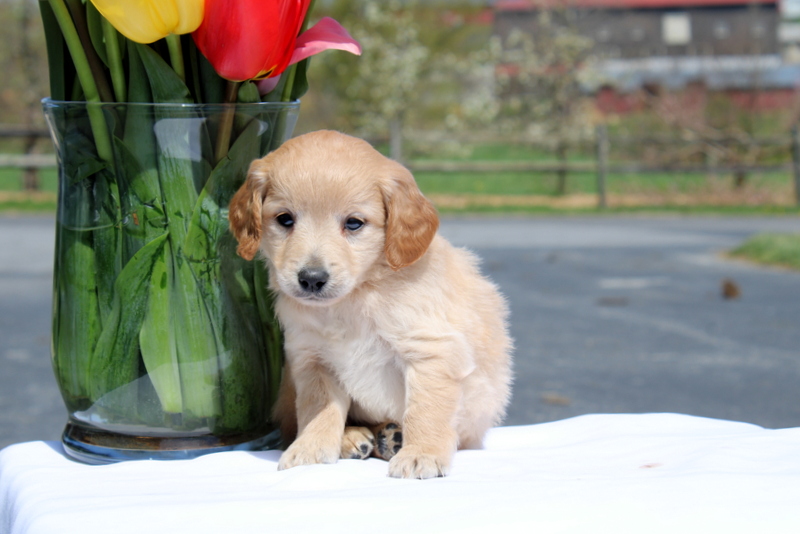 puppy, for, sale, Mini Goldendoodle F2, Matthew B. Stoltzfus, dog, breeder, Gap, PA, dog-breeder, puppy-for-sale, forsale, nearby, find, puppyfind, locator, puppylocator, aca